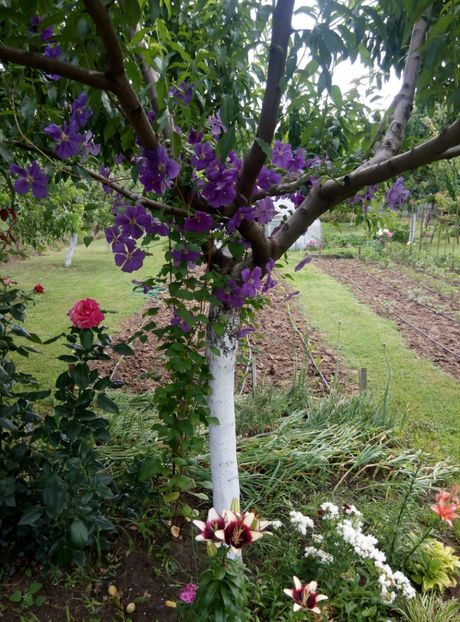  - gradina 2018