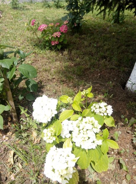  - gradina 2018