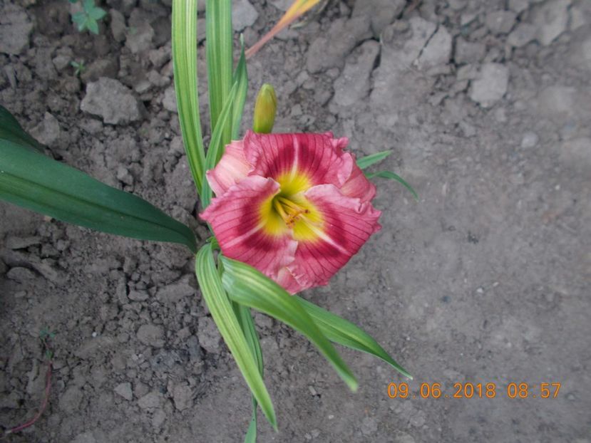 mayah diana-7,7 - Hemerocallis 2018