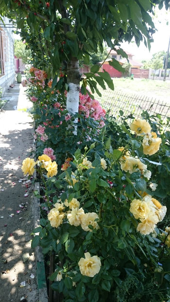  - Gradina si trandafirii 2018 - II Iunie