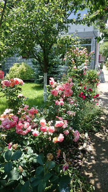  - Gradina si trandafirii 2018 - II Iunie