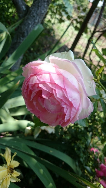 Eden Rose - Gradina si trandafirii 2018 - II Iunie