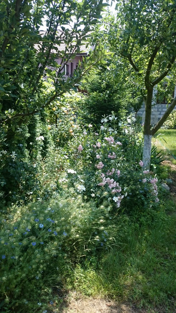  - Gradina si trandafirii 2018 - II Iunie