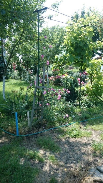  - Gradina si trandafirii 2018 - II Iunie