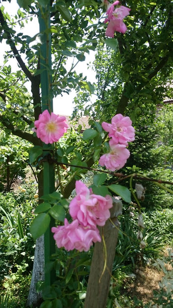 Tausendshon - Gradina si trandafirii 2018 - II Iunie