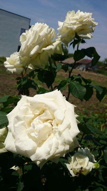  - Gradina si trandafirii 2018 - II Iunie
