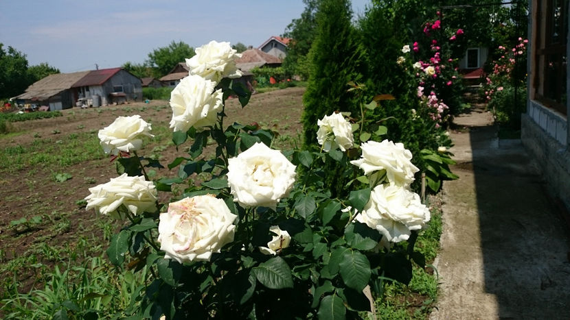  - Gradina si trandafirii 2018 - II Iunie