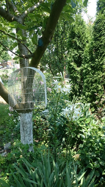  - Gradina si trandafirii 2018 - II Iunie