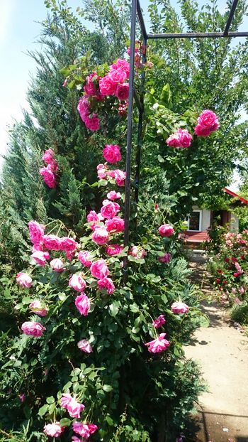 Coral Dawn - Gradina si trandafirii 2018 - II Iunie