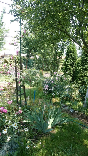  - Gradina si trandafirii 2018 - II Iunie