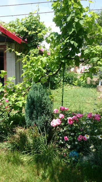  - Gradina si trandafirii 2018 - II Iunie