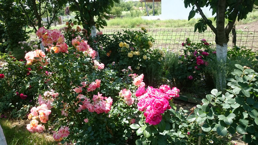  - Gradina si trandafirii 2018 - II Iunie