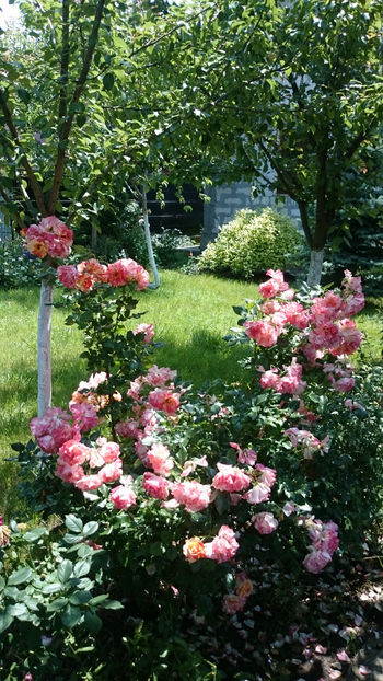  - Gradina si trandafirii 2018 - II Iunie