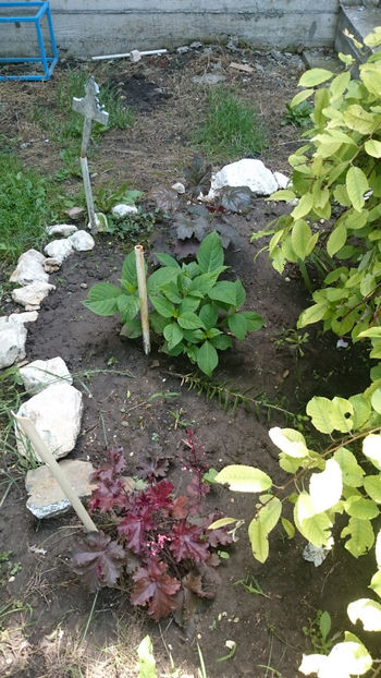 - Gradina si trandafirii 2018 - II Iunie