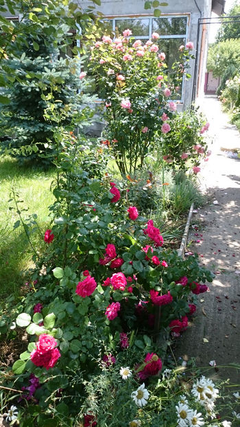  - Gradina si trandafirii 2018 - II Iunie