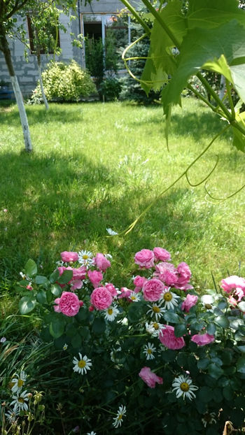  - Gradina si trandafirii 2018 - II Iunie