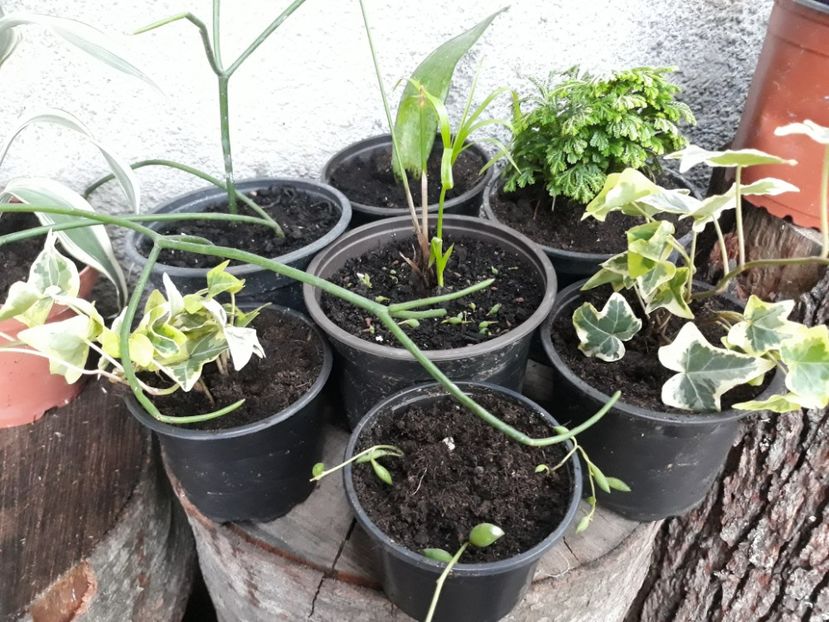  - Plantutele mele