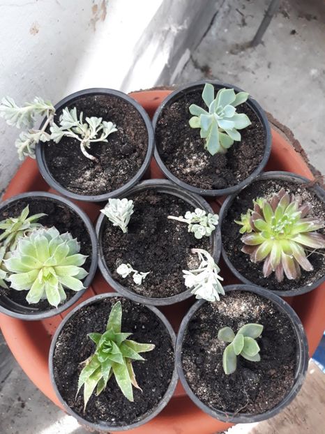 Mini suculente - Plantutele mele