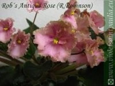 Rob´s Antique Rose poza net - Rob s Antique Rose