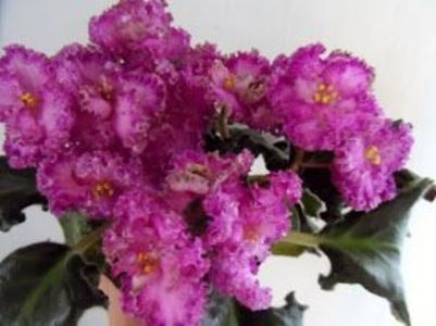 LE Verocka poza net - ZZ LE Verochka