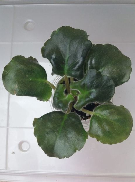 9 iunie - ZZ LE Verochka