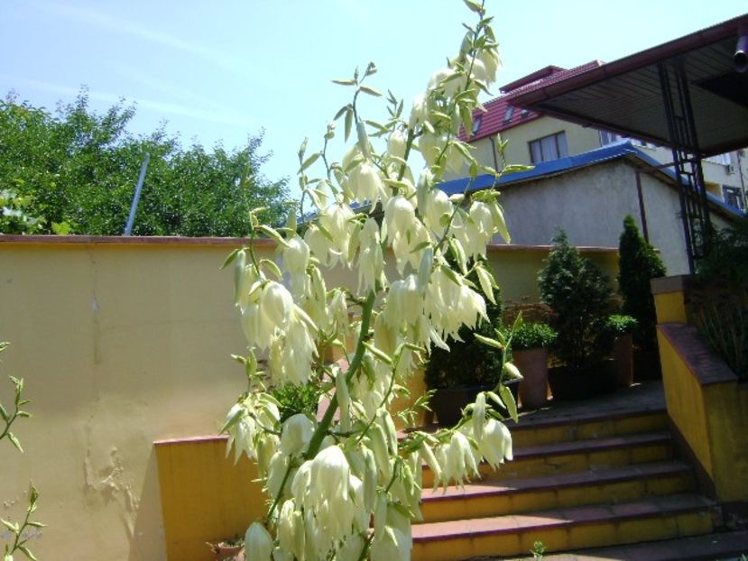 Yucca filamentosa - Primavara 2018
