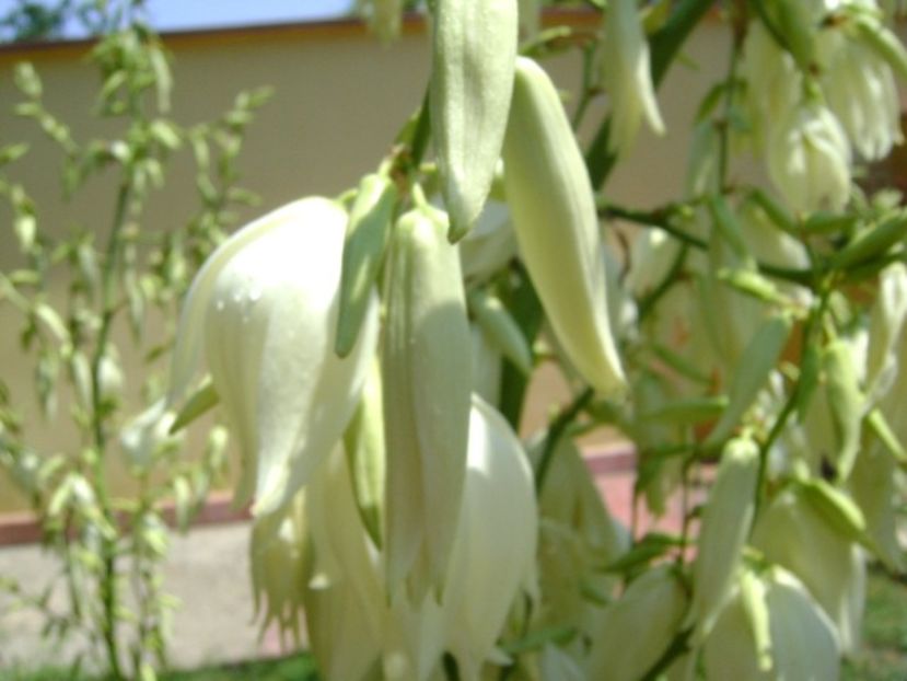 Yucca filamentosa - Primavara 2018