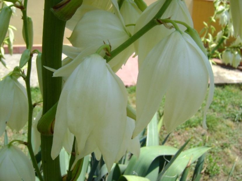 Yucca filamentosa - Primavara 2018