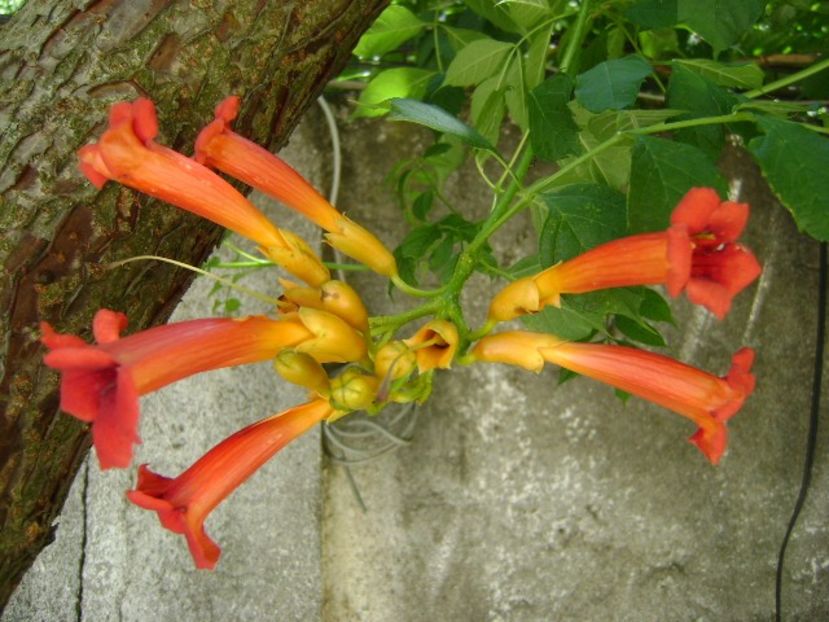 Campsis radicans = Pipa turcului - Primavara 2018