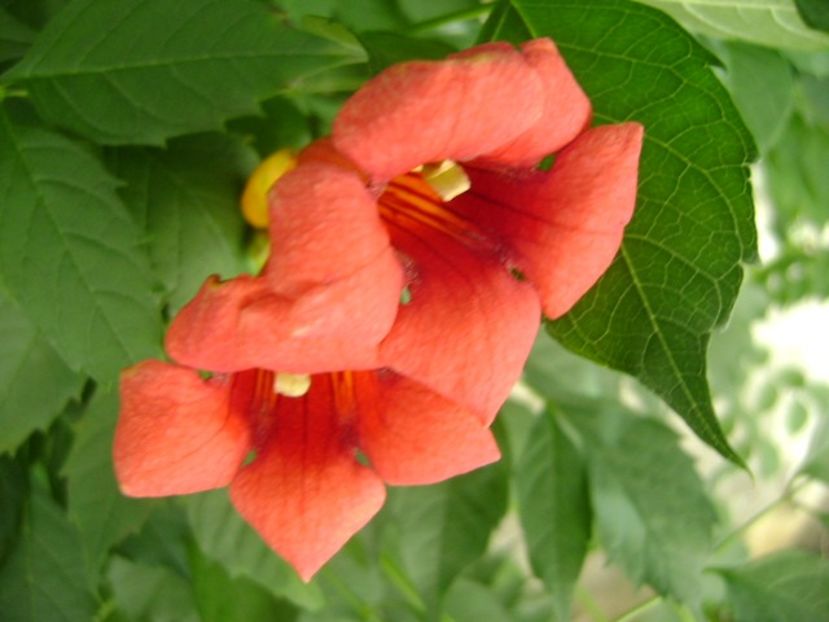 Campsis radicans = Pipa turcului - Primavara 2018
