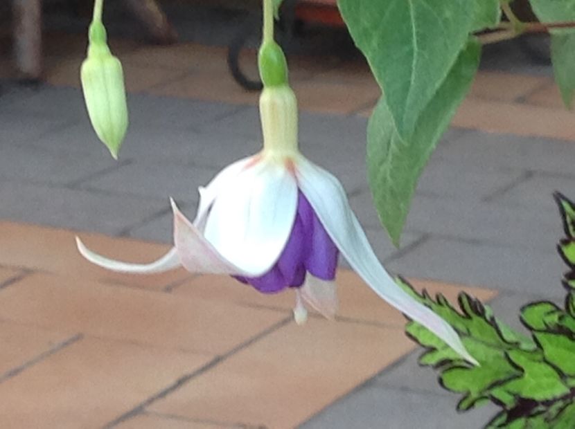  - Jollie La Grande Blue Satin