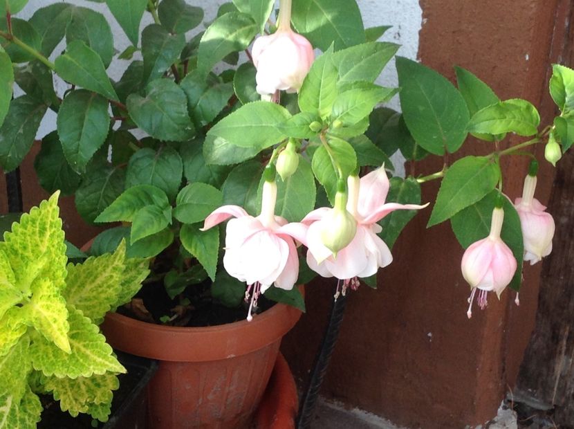  - Jollie La Grande Avignon