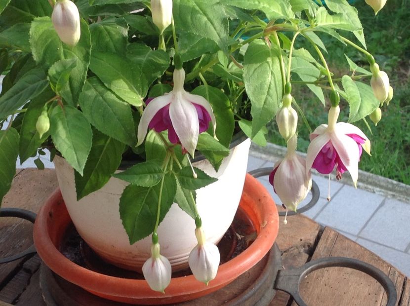  - Fuchsia 2018