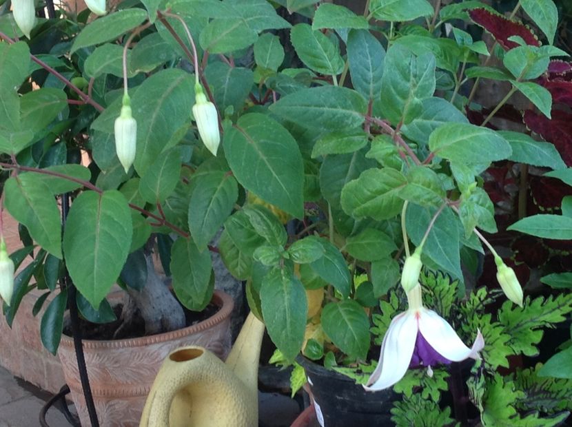  - Fuchsia 2018