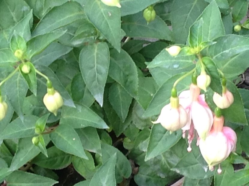  - Fuchsia 2018