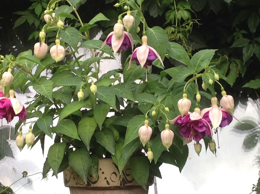  - Fuchsia 2018