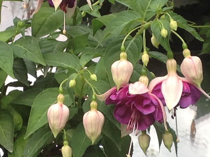  - Fuchsia 2018