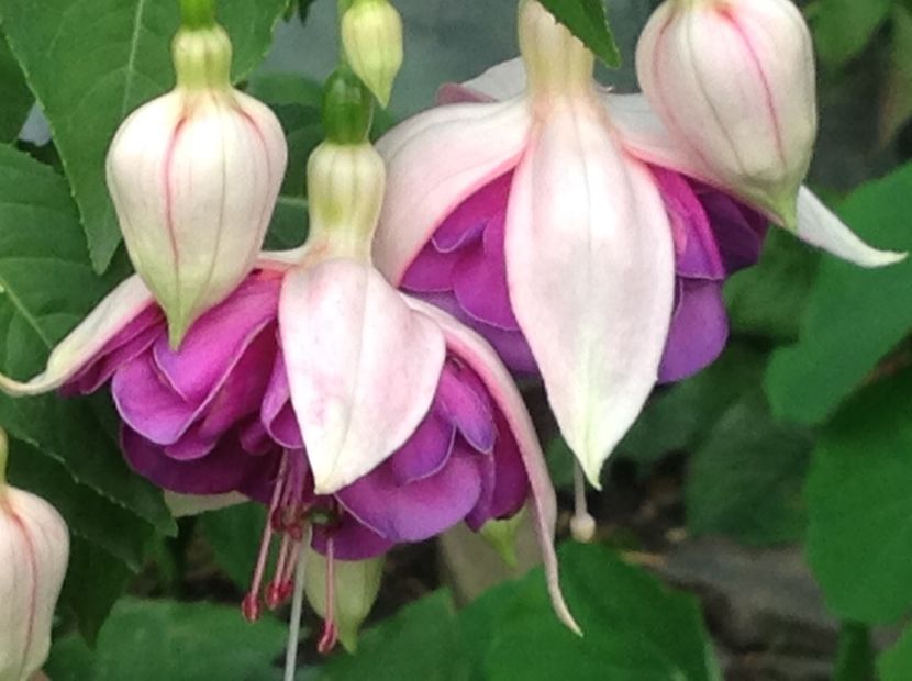  - Fuchsia 2018