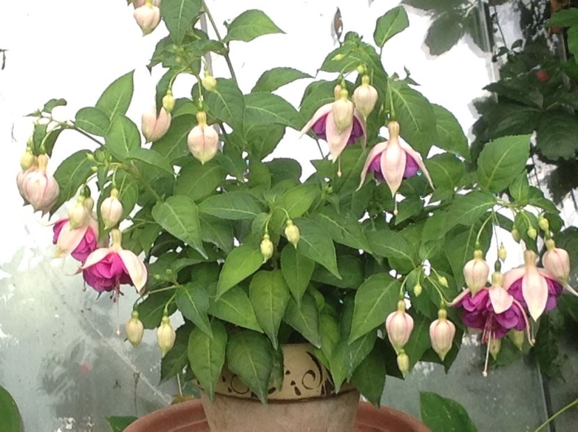  - Fuchsia 2018