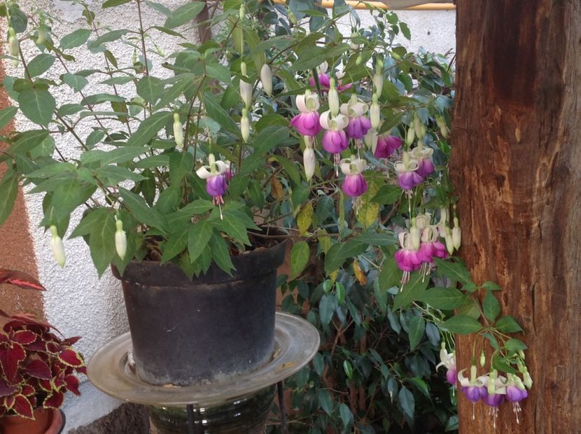 - Fuchsia 2018
