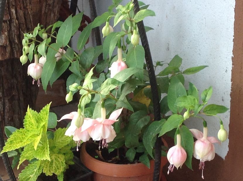  - Fuchsia 2018