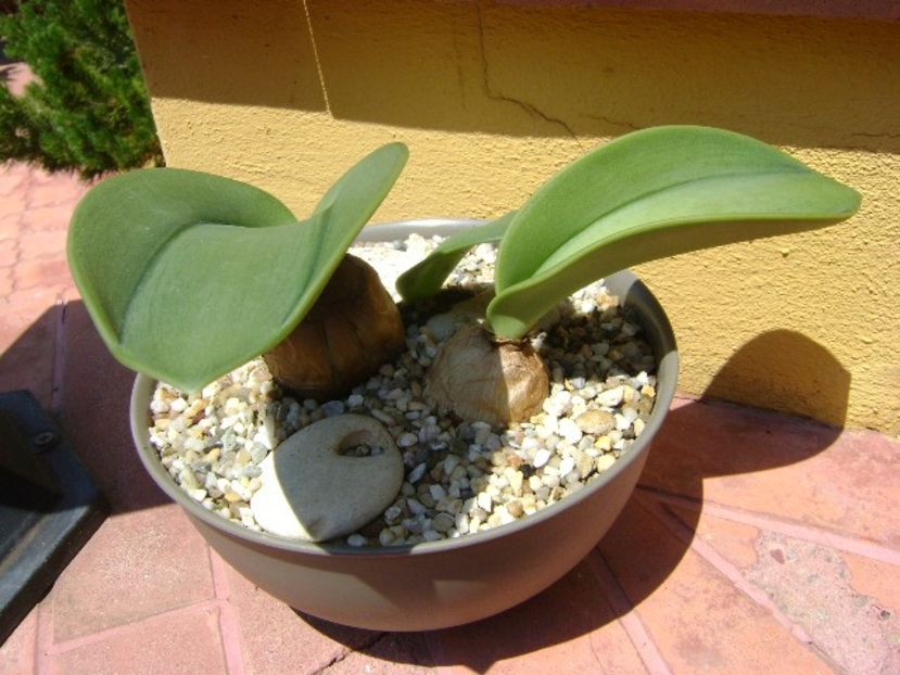 Rauhia peruviana - Caudiciforme si bulbi 2018