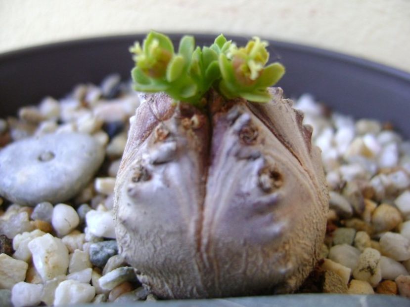 Euphorbia tubiglans - Caudiciforme si bulbi 2018