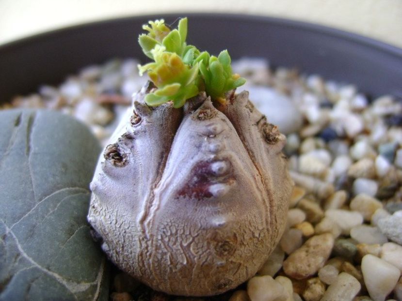 Euphorbia tubiglans - Caudiciforme si bulbi 2018