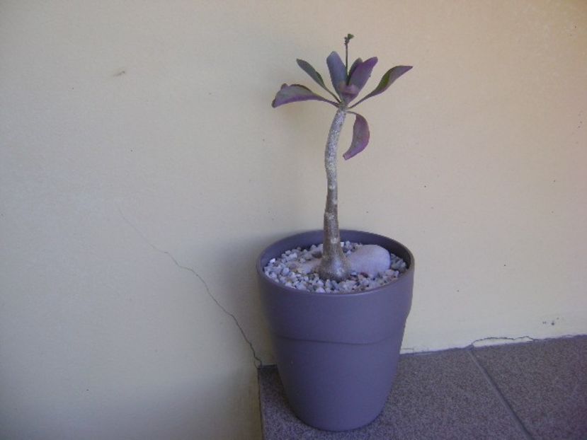 Othonna triplinervia, boboci - Caudiciforme si bulbi 2018