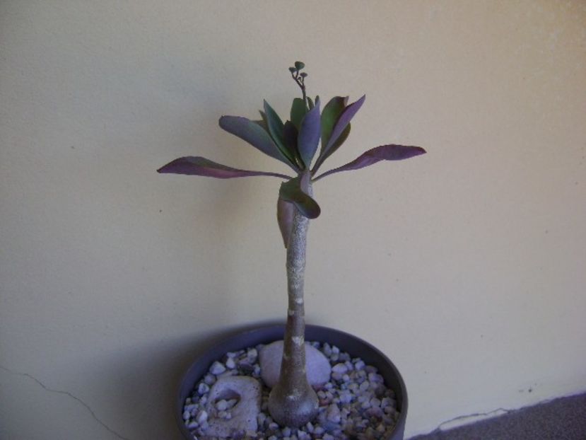 Othonna triplinervia, boboci - Caudiciforme si bulbi 2018