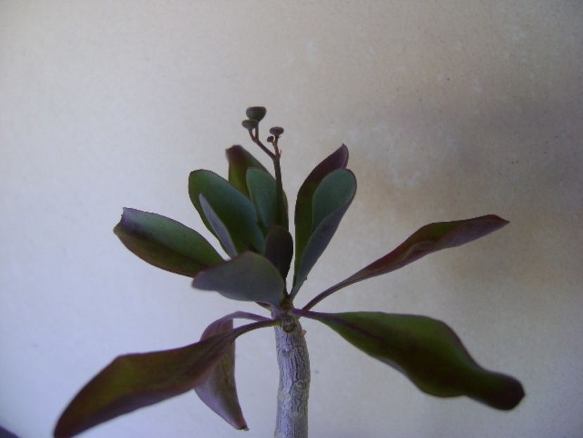 Othonna triplinervia, boboci - Caudiciforme si bulbi 2018