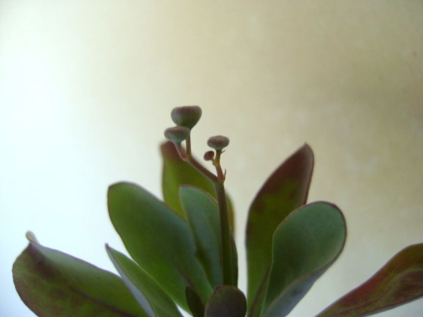 Othonna triplinervia, boboci - Caudiciforme si bulbi 2018