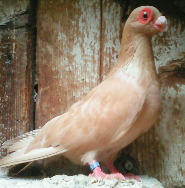 Fem patru luni - B E R B E R I  ---    BARBS  PIGEONS