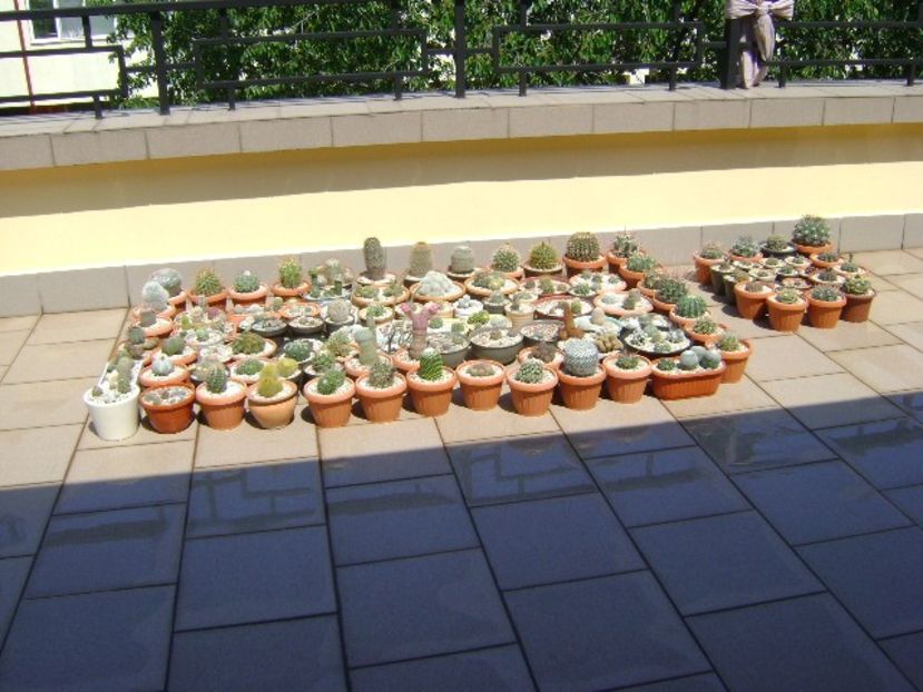 Cactusii la soare pe terasa - Cactusi 2018 bis